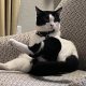 Lost/Missing Cat